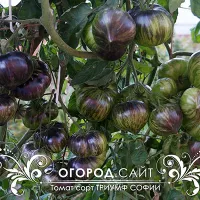 Купить семена Томат Триумф Софии