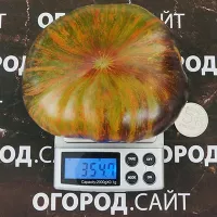 Купить семена Томат Триумф Софии