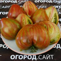 Купить семена Томат Волшебная радуга