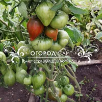 Купить семена Томат Волшебная радуга