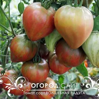 Купить семена Томат Волшебная радуга