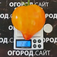 Купить семена Томат Волшебные шляпы тётушки Гретель