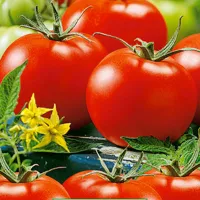 Купить семена Томат Якут