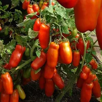 Купить семена Томат Жиголо