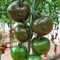 Купить семена Томат Ашдод
