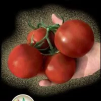 Купить семена Томат Ашдод