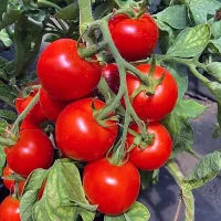 Купить семена Томат Катя F1