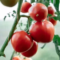 Купить семена Томат Розовый спам F1