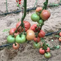 Купить семена Томат Розовый спам F1