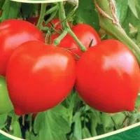 Купить семена Томат Сирано F1