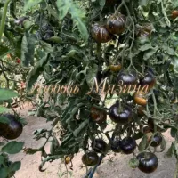 Купить семена Томат Зеленая богиня Ксанаду