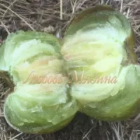 Купить семена Томат Зеленая богиня Ксанаду