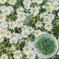 Купить семена Ясколка Снежный иней