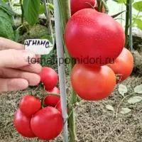 Купить Томат Агилис
