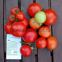 Купить Томат Агилис