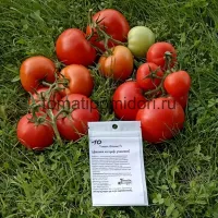 Купить Томат Агилис