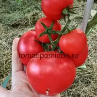 Купить Томат Агилис