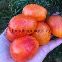 Купить Томат Алматинский тюльпан желтый