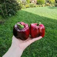 Купить семена Перец Амарок