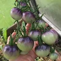 Купить семена Томат Аметистовая драгоценность