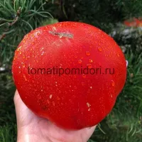 Купить семена Томат Андижанские
