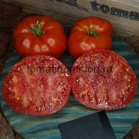 Купить семена Томат Анжела Гигант