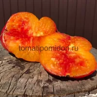Купить семена Томат Анна Мейер