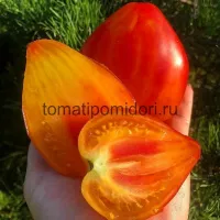 Купить семена томата Апельсиновое манго