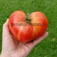 Купить семена томата Апельсиновое манго
