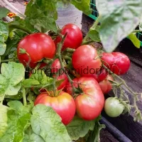 Купить семена Томат Арктическая роза