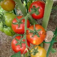 Купить семена Томат Асвон
