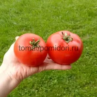 Купить семена Томат Асвон