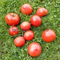Купить семена Томат Асвон