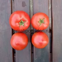 Купить семена Томат Асвон