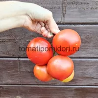 Купить семена Томат Асвон