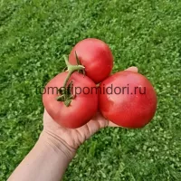 Купить семена томата Астериус F1