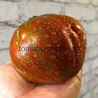 Купить семена Томат Беркли тай дай хаат (Berkeley tie dye heart)