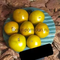 Купить семена Томат Болото