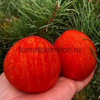 Купить семена Томат Бычье сердце полосатое