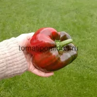 Купить семена Перец Вангард