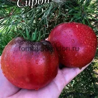 Купить семена томата Вишневый сироп коллекционный