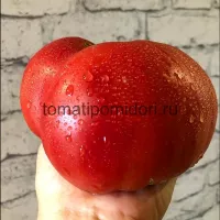 Купить семена Томат Выбор Билла Фасоли