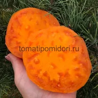 Купить семена Томат Гавайский ананас
