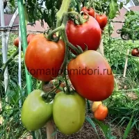 Купить семена Томат Галилея