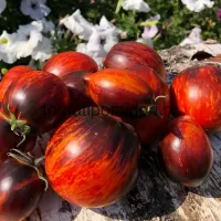 Купить семена Томат Гаргамель