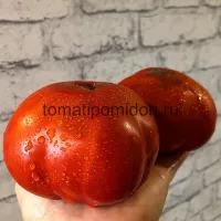 Купить семена Томат Гигант Фарина