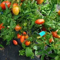 Купить семена Томат Десперадо Отчаянный