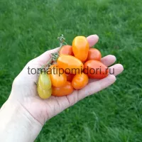 Купить семена Томат Грушевый апельсин