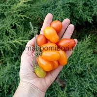 Купить семена Томат Грушевый апельсин
