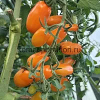 Купить семена Томат Грушевый апельсин